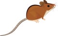 Cute cartoon striped field mouse Apodemus agrarius